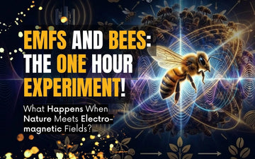EMFs and Bees infographic illustrating the impact of electromagnetic fields on bees and nature.