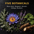 Blue Lotus, Mugwort, Vervain, Ginkgo and Burdock botanicals used in Lucid Dreaming Tincture.