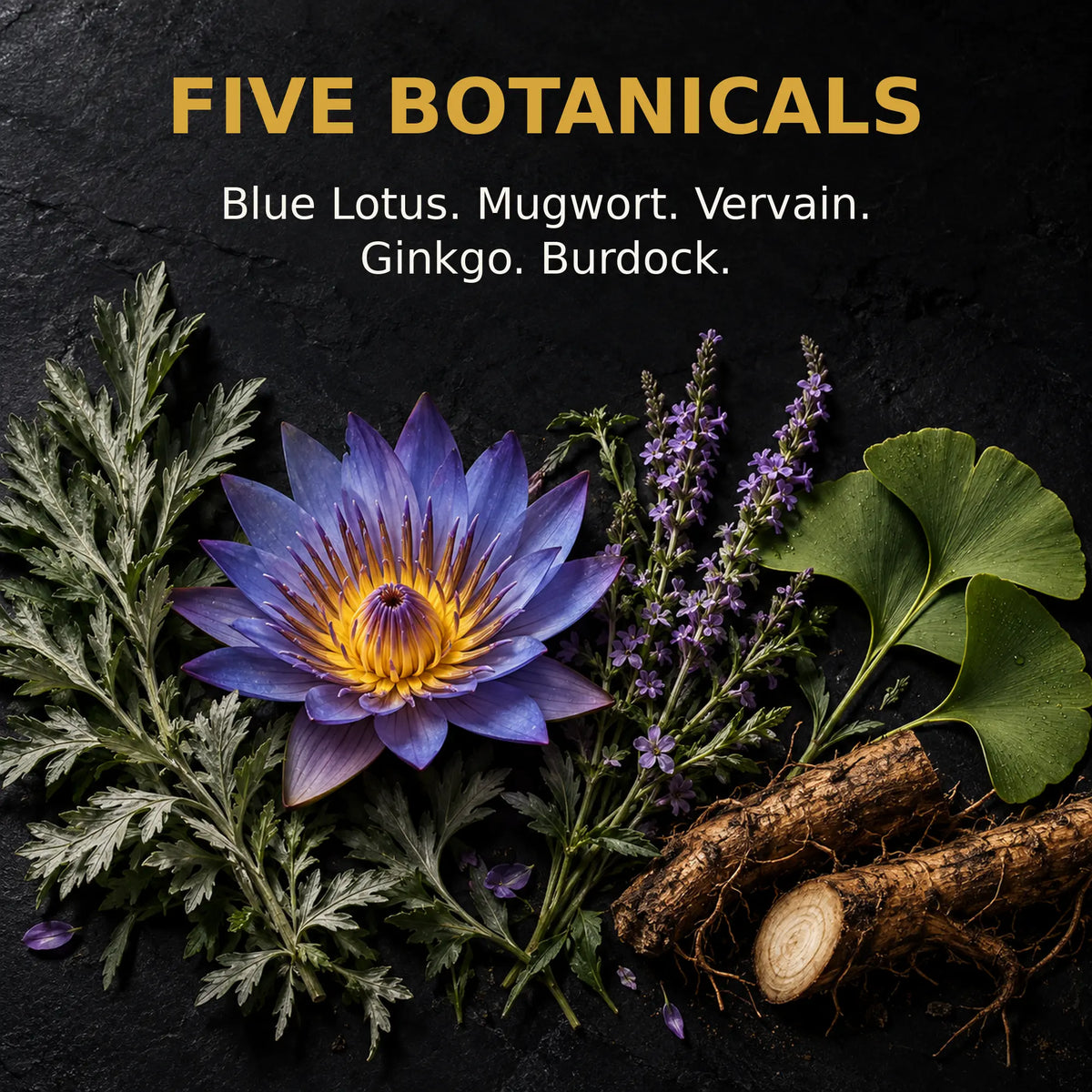Blue Lotus, Mugwort, Vervain, Ginkgo and Burdock botanicals used in Lucid Dreaming Tincture.
