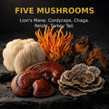 Lion's Mane, Cordyceps, Chaga, Reishi and Turkey Tail mushrooms used in Nootropic Gold.