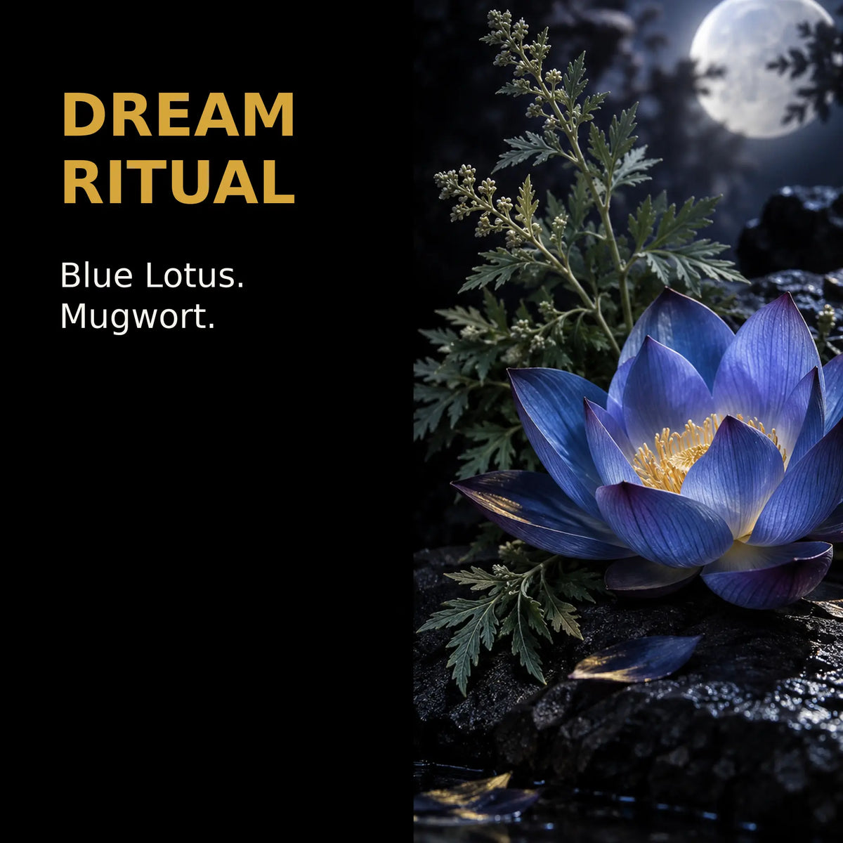 Blue Lotus and Mugwort beside a moonlit night sky for a Lucid Dreaming ritual.