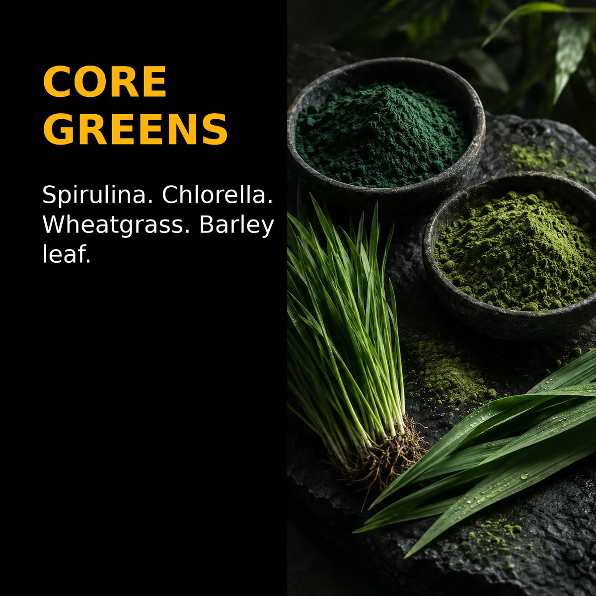 Spirulina and chlorella powders with wheatgrass and barley leaf illustrating the core greens in ORMUS SuperGreens.