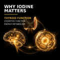 Iodine contributes to normal thyroid function, cognition and energy metabolism
