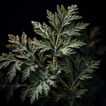 Mugwort Artemisia vulgaris botanical used in Gold Healing Lucid Dreaming Tincture