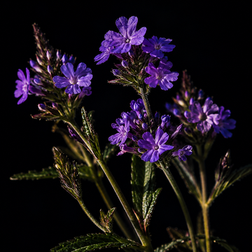 Vervain Verbena officinalis flowers used in Gold Healing Lucid Dreaming Tincture